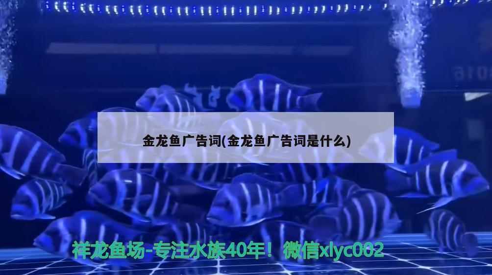 金龍魚廣告詞(金龍魚廣告詞是什么)