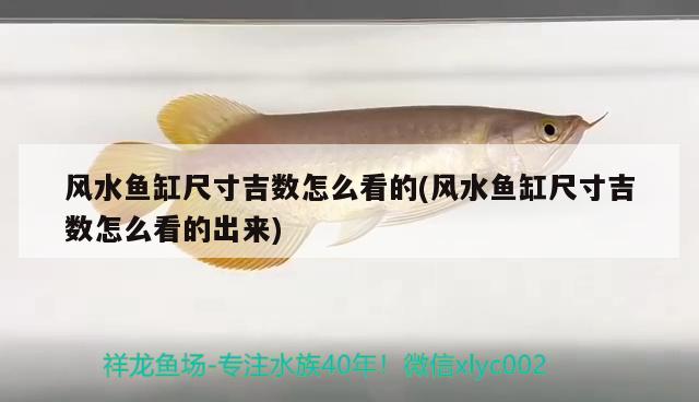 風(fēng)水魚缸尺寸吉數(shù)怎么看的(風(fēng)水魚缸尺寸吉數(shù)怎么看的出來(lái)) 魚缸風(fēng)水 第2張