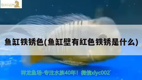 魚缸鐵銹色(魚缸壁有紅色鐵銹是什么)