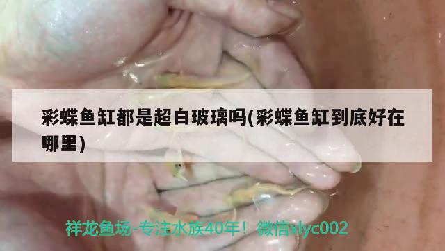 彩蝶魚缸都是超白玻璃嗎(彩蝶魚缸到底好在哪里) 印尼虎苗