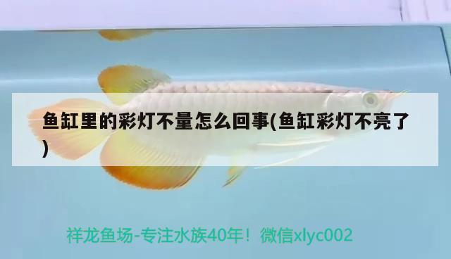 魚缸里的彩燈不量怎么回事(魚缸彩燈不亮了) 黑白雙星魚