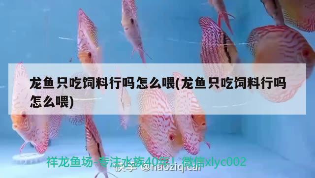 龍魚只吃飼料行嗎怎么喂(龍魚只吃飼料行嗎怎么喂)