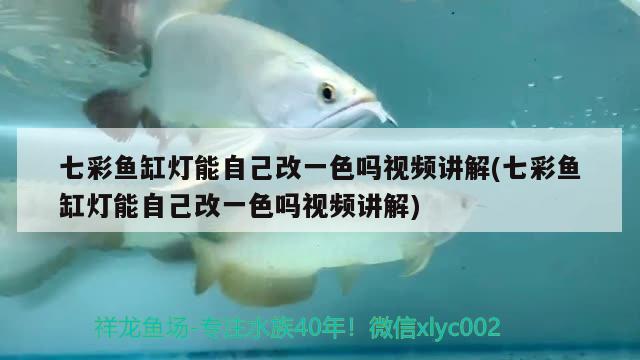 七彩魚缸燈能自己改一色嗎視頻講解(七彩魚缸燈能自己改一色嗎視頻講解) 巴西亞魚