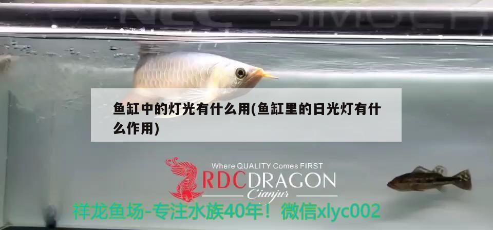 魚缸中的燈光有什么用(魚缸里的日光燈有什么作用) 黃金招財(cái)貓魚