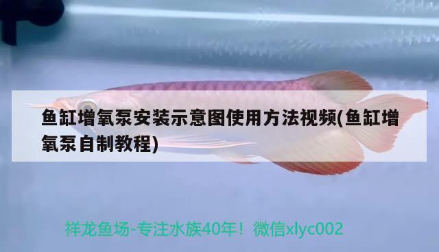 魚缸增氧泵安裝示意圖使用方法視頻(魚缸增氧泵自制教程)