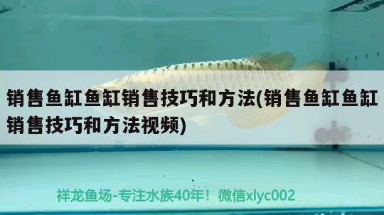 銷售魚缸魚缸銷售技巧和方法(銷售魚缸魚缸銷售技巧和方法視頻) 元寶鳳凰魚專用魚糧