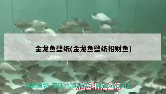 金龍魚壁紙(金龍魚壁紙招財魚)