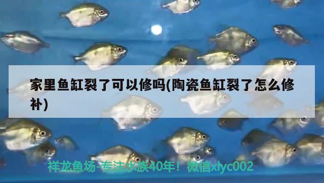 家里魚缸裂了可以修嗎(陶瓷魚缸裂了怎么修補(bǔ))