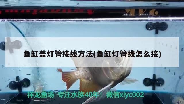 北京東方神逸水族經(jīng)營(yíng)中心：打造全新水族世界水族世界水族館（北京東方神逸水族經(jīng)營(yíng)中心：打造全新水族世界）