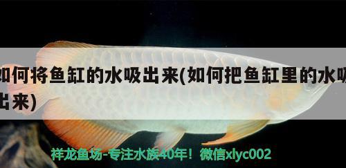 鴨嘴魚(yú)苗多少錢1斤（鴨嘴魚(yú)苗多少錢1斤?。? title=