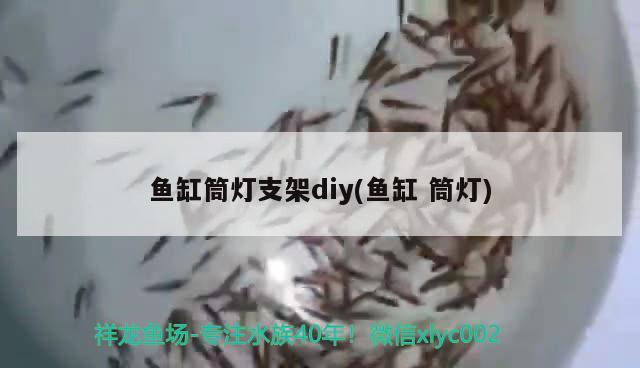 魚缸筒燈支架diy(魚缸筒燈) 胭脂孔雀龍魚