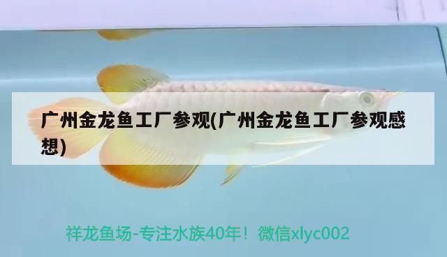 廣州金龍魚(yú)工廠參觀(廣州金龍魚(yú)工廠參觀感想) 斑馬鴨嘴魚(yú)苗