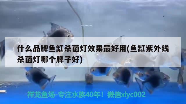 什么品牌魚缸殺菌燈效果最好用(魚缸紫外線殺菌燈哪個(gè)牌子好) 祥禾Super Red紅龍魚