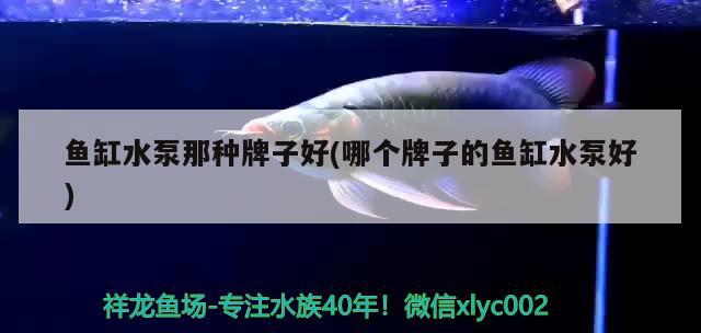 魚缸水泵那種牌子好(哪個牌子的魚缸水泵好) 魚缸水泵