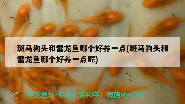 斑馬狗頭和雷龍魚哪個(gè)好養(yǎng)一點(diǎn)(斑馬狗頭和雷龍魚哪個(gè)好養(yǎng)一點(diǎn)呢)