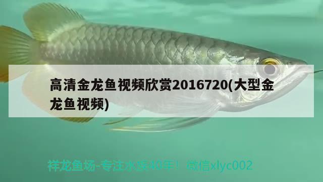 望京賣魚缸的地方在哪 望京賣魚缸的地方在哪兒 泰龐海鰱魚 第2張