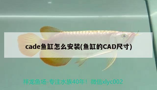 cade魚缸怎么安裝(魚缸的CAD尺寸) 帝王迷宮