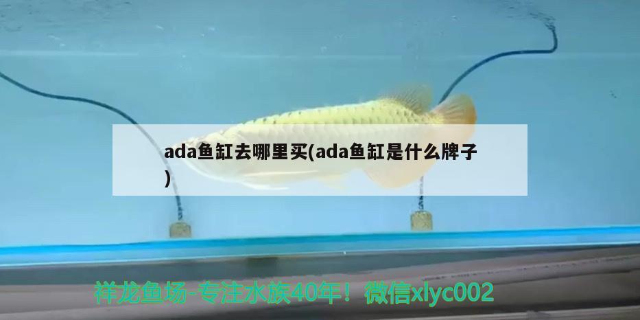 ada魚缸去哪里買(ada魚缸是什么牌子)