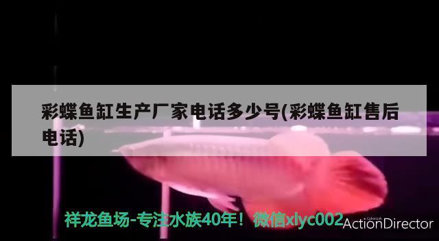 彩蝶魚缸生產廠家電話多少號(彩蝶魚缸售后電話) 廣州龍魚批發(fā)市場