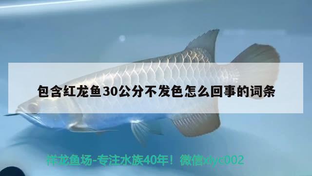 包含紅龍魚(yú)30公分不發(fā)色怎么回事的詞條 帝王三間魚(yú)