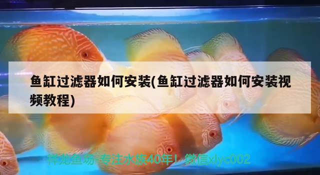 魚缸過濾器如何安裝(魚缸過濾器如何安裝視頻教程) 白子紅龍魚