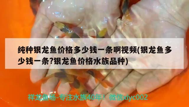 純種銀龍魚價(jià)格多少錢一條啊視頻(銀龍魚多少錢一條?銀龍魚價(jià)格水族品種) 銀龍魚百科