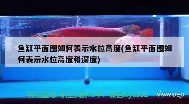 魚缸平面圖如何表示水位高度(魚缸平面圖如何表示水位高度和深度) 狗頭魚