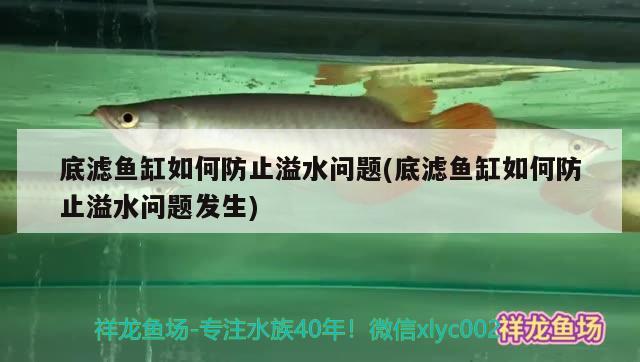 底濾魚缸如何防止溢水問題(底濾魚缸如何防止溢水問題發(fā)生) 元寶鯽