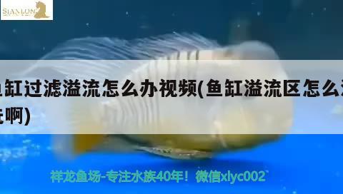 魚缸過濾溢流怎么辦視頻(魚缸溢流區(qū)怎么清洗啊) 飛鳳魚