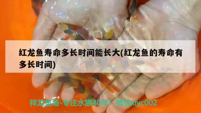 紅龍魚的名稱與分類其實你買的龍魚都是改良版 金老虎魚 第3張