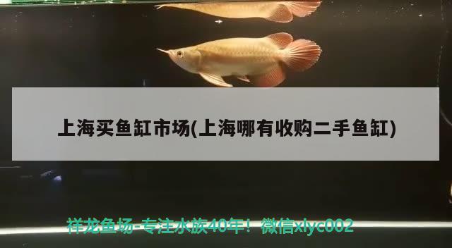 上海買魚(yú)缸市場(chǎng)(上海哪有收購(gòu)二手魚(yú)缸) 觀賞魚(yú)水族批發(fā)市場(chǎng)