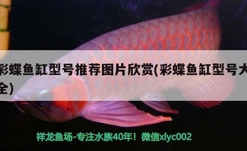 彩蝶魚缸型號(hào)推薦圖片欣賞(彩蝶魚缸型號(hào)大全)