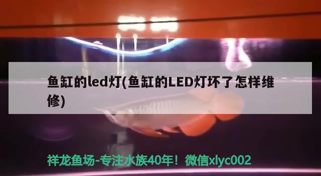 魚缸的led燈(魚缸的LED燈壞了怎樣維修) 泰國(guó)虎魚