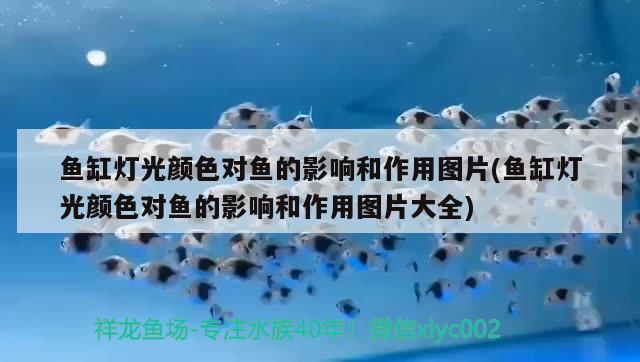 ?愛龍仕水族品牌:魚缸哪個(gè)品牌的比較好