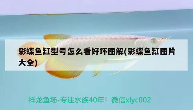 龍魚(yú)和什么魚(yú)混養(yǎng)最好風(fēng)水好呢視頻(龍魚(yú)和什么魚(yú)混養(yǎng)最好風(fēng)水好呢視頻)