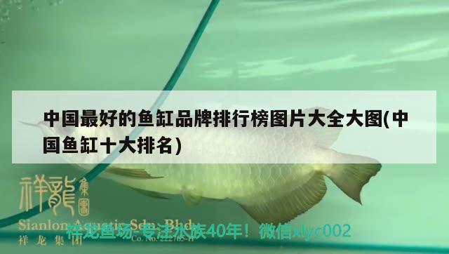 中國最好的魚缸品牌排行榜圖片大全大圖(中國魚缸十大排名) 黑白雙星