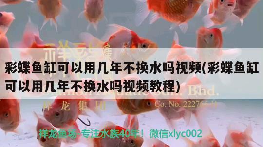 彩蝶魚缸可以用幾年不換水嗎視頻(彩蝶魚缸可以用幾年不換水嗎視頻教程) 殺菌消毒設備