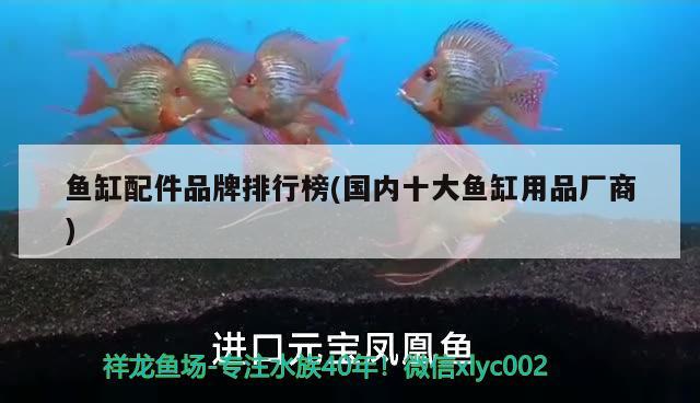 彩蝶魚缸cgb論壇最新消息(彩蝶魚缸ka系列) 紅魔王銀版魚