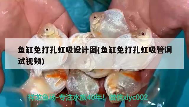 彩蝶龍魚缸怎么樣造景（彩蝶的魚缸怎么樣） 祥龍超血紅龍魚