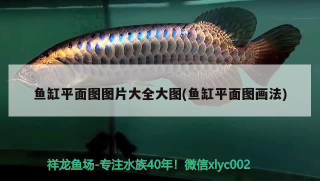 銀龍魚腸炎用什么藥效果好（銀龍魚腸炎怎么治） 銀龍魚 第3張