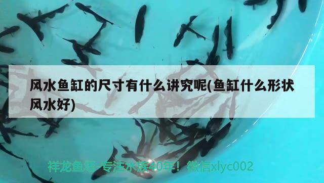 風(fēng)水魚缸的尺寸有什么講究呢(魚缸什么形狀風(fēng)水好) 魚缸風(fēng)水