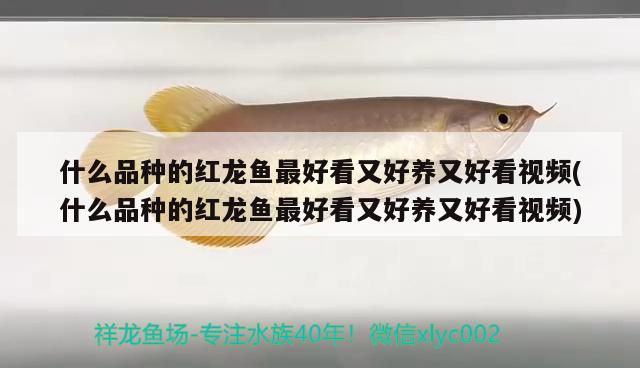 紅金龍魚(yú)什么價(jià)位好養(yǎng)(紅金龍魚(yú)最貴的多少錢(qián))