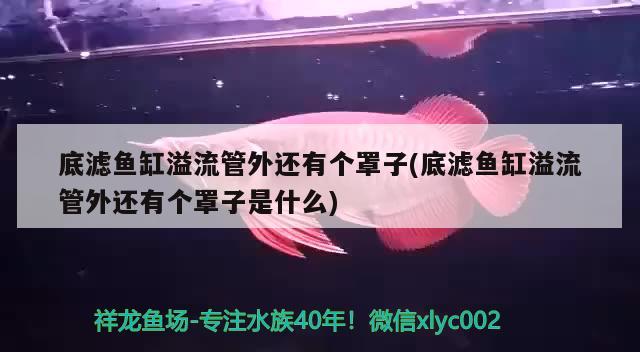 選擇適合的魚缸為您的魚兒提供最佳生活環(huán)境，哪種魚缸養(yǎng)魚最好用 朱巴利魚苗 第2張