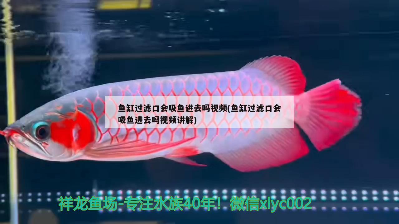 魚缸過濾口會(huì)吸魚進(jìn)去嗎視頻(魚缸過濾口會(huì)吸魚進(jìn)去嗎視頻講解) 金龍魚糧