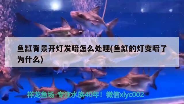 魚缸背景開燈發(fā)暗怎么處理(魚缸的燈變暗了為什么) 恐龍王魚