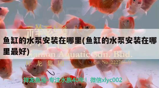 銷售魚缸魚缸銷售技巧(銷售魚缸怎么說) 野彩魚