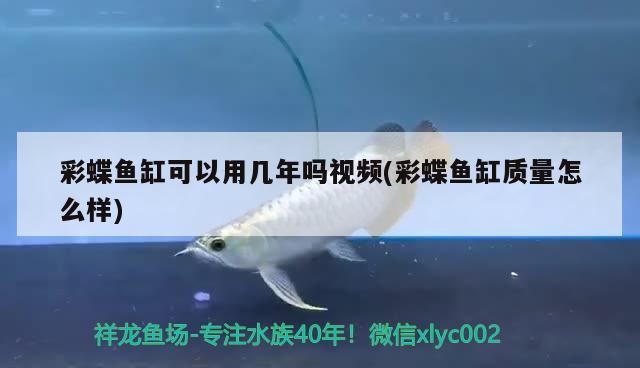 鳊魚為什么容易死：鳊魚為什么容易死亡