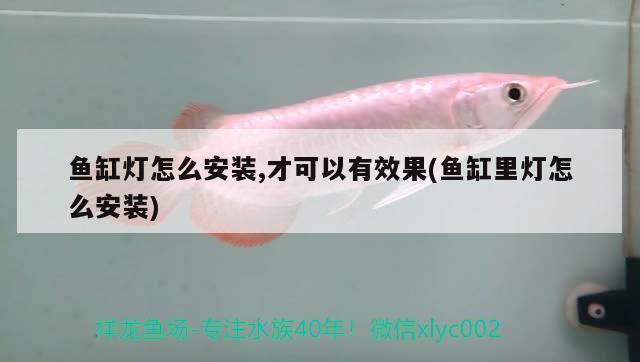 魚缸燈怎么安裝,才可以有效果(魚缸里燈怎么安裝)