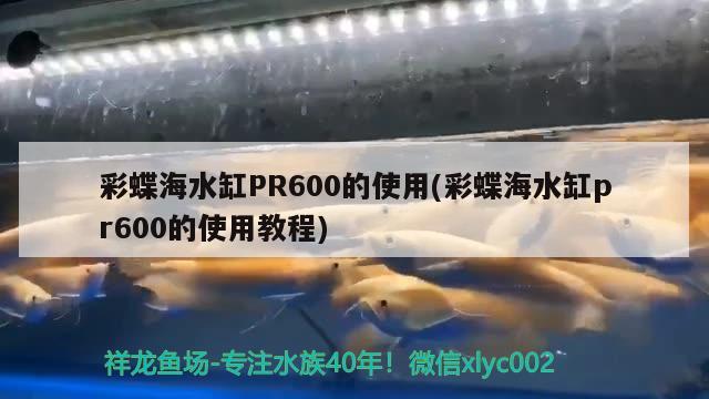 彩蝶海水缸PR600的使用(彩蝶海水缸pr600的使用教程) 龍魚百科