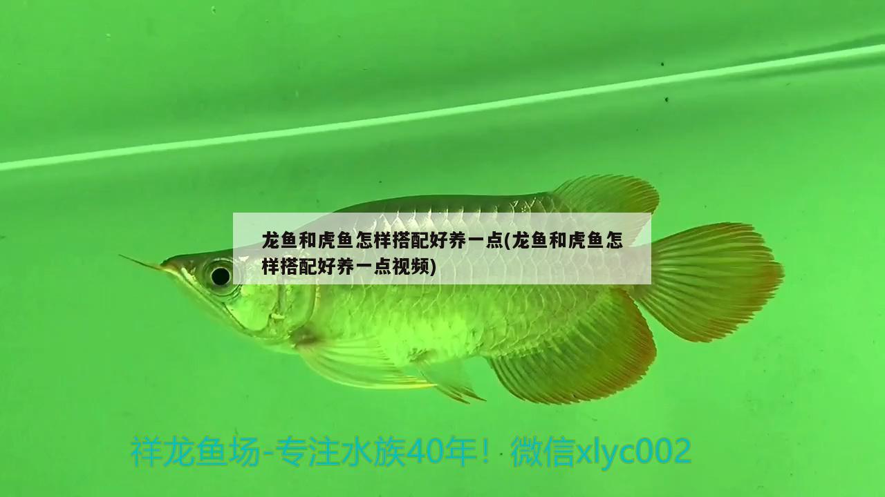 龍魚和虎魚怎樣搭配好養(yǎng)一點(龍魚和虎魚怎樣搭配好養(yǎng)一點視頻)